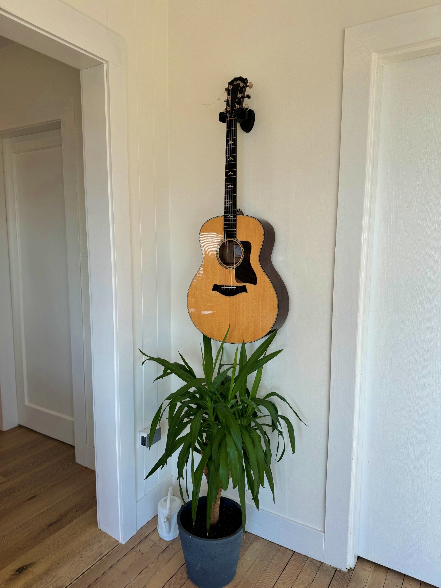 Guitar and plant detail